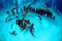 Shark handlers feed Caribbean Reef shark (Carcharhinus perezi) Bahamas, Caribbean Sea. Model released.