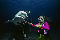 Divers remove long-line fishing hook from Tiger shark (Galeocerdo cuvier) Bahamas, Caribbean Sea. Model released.