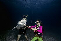 Divers remove long-line fishing hook from Tiger shark (Galeocerdo cuvier) Bahamas, Caribbean Sea Model released.