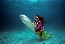 Scientsist revives Tiger shark (Galeocerdo cuvier), Bahamas, Caribbean Sea. Model released.