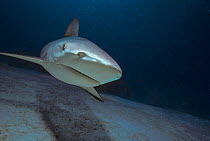 Head portrait of Caribbean Reef shark (Carcharhinus perezi) Bahamas, Caribbean Sea.