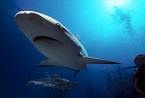 Shark handler feeds Caribbean Reef shark (Carcharhinus perezi) Bahamas, Caribbean Sea. Model released.