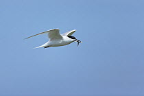 Sandwich tern (Sterna sandvicensis) Adult in flight with a sandeel in its bill, Northumbria, UK