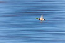 Mallard duck (Anus platyrhynchos) adult male in flight over the sea, RSPB Snettisham, Norfolk, UK, November