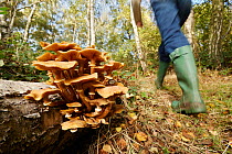 Honey fungus (Armillaria mellea) mature, fruiting bodies on a fallen tree with person walking, Mixed woodland, Autumn, Derbyshire, UK, October