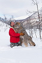 European grey wolf (Canis lupus lupus) immature, socialising with handler, Human interaction socialisation project, Wolf conservation, Scandinavia, Captive