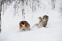 European lynx (Lynx lynx) adult male and female, female warning the male off during estrous, boreal birch forest, Nord-Trondelag, Norway, Captive