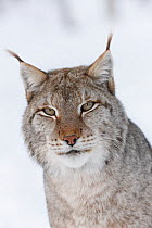 European lynx (Lynx lynx) adult male portrait in snow, Boreal birch forest, Nord-Trondelag, Norway, Captive