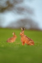European brown hare (Lepus capensis) adults resting in a field, farmland, Derbyshire, UK, April