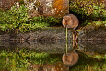 Water vole (Arvicola terrestris) adult resting on a stone wall canal bank, Peak District National Park, Derbyshire, UK, November