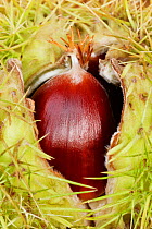 Sweet chestnut (Castanea sativa) fruit surrounded by spiny shell, Derbyshire, UK