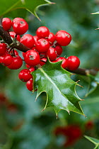 Holly (Ilex aquifolium) berries and leaf, Derbyshire, UK