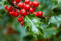 Holly (Ilex aquifolium) berries and leaf, Derbyshire, UK