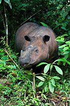 Sumatran rhino (Dicerorhinus sumatrensis) standing within forest vegetation. Captive-Sumatran Rhino Sanctuary, within Way Kambas National Park, ~Lampung Province, southern Sumatra, Indonesia