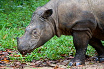 Profile portrait of Sumatran rhino (Dicerorhinus sumatrensis) standing within forest vegetation. Captive-Sumatran Rhino Sanctuary, within Way Kambas National Park, Lampung Province, southern Sumatra,...