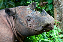 Head portrait of Sumatran rhino (Dicerorhinus sumatrensis) within forest vegetation. Captive-Sumatran Rhino Sanctuary, within Way Kambas National Park, Lampung Province, southern Sumatra, Indonesia