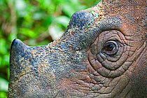 Close up of horns of Sumatran rhino (Dicerorhinus sumatrensis) Captive-Sumatran Rhino Sanctuary, within Way Kambas National Park, ~Lampung Province, southern Sumatra, Indonesia
