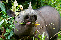 Close up of Sumatran rhino (Dicerorhinus sumatrensis) browsing on forest vegetation. Captive-Sumatran Rhino Sanctuary, within Way Kambas National Park, Lampung Province, southern Sumatra, Indonesia