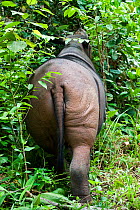 Rear view of Sumatran rhino (Dicerorhinus sumatrensis) Captive-Sumatran Rhino Sanctuary, within Way Kambas National Park, Lampung Province, southern Sumatra, Indonesia
