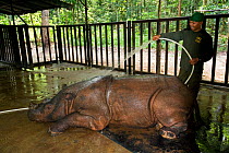 Sumatran rhino (Dicerorhinus sumatrensis) within veterinary enclosure, being washed with a hose pipe. Captive-Sumatran Rhino Sanctuary, within Way Kambas National Park, Lampung Province, southern Suma...