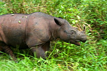 Sumatran rhino (Dicerorhinus sumatrensis) charging. Captive-Sumatran Rhino Sanctuary, within Way Kambas National Park, Lampung Province, southern Sumatra, Indonesia