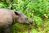 Sumatran rhino (Dicerorhinus sumatrensis) charging through vegetation. Captive-Sumatran Rhino Sanctuary, within Way Kambas National Park, Lampung Province, southern Sumatra, Indonesia