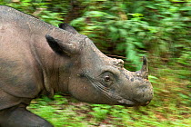 Sumatran rhino (Dicerorhinus sumatrensis) charging through vegetation. Captive-Sumatran Rhino Sanctuary, within Way Kambas National Park, Lampung Province, southern Sumatra, Indonesia