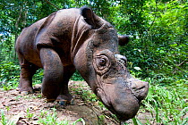 Head portrait of Sumatran rhino (Dicerorhinus sumatrensis) looking at camera with curiosity. Captive-Sumatran Rhino Sanctuary, within Way Kambas National Park, Lampung Province, southern Sumatra, Indo...