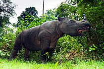 Sumatran rhino (Dicerorhinus sumatrensis) standing in clearing of forest. Captive-Sumatran Rhino Sanctuary, within Way Kambas National Park, Lampung Province, southern Sumatra, Indonesia