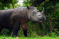 Sumatran rhino (Dicerorhinus sumatrensis) standing in forest clearing. Captive-Sumatran Rhino Sanctuary, within Way Kambas National Park, Lampung Province, southern Sumatra, Indonesia