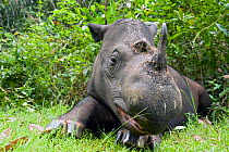Head portrait of Sumatran rhino (Dicerorhinus sumatrensis) lying down in forest clearing. Captive-Sumatran Rhino Sanctuary, within Way Kambas National Park, Lampung Province, southern Sumatra, Indones...