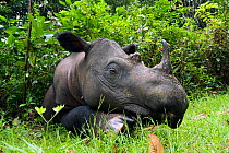 Sleeping Sumatran rhino (Dicerorhinus sumatrensis) lying down in forest clearing. Captive-Sumatran Rhino Sanctuary, within Way Kambas National Park, Lampung Province, southern Sumatra, Indonesia