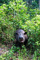 Head portrait of Sumatran rhino (Dicerorhinus sumatrensis) within dense forest vegetation. Captive-Sumatran Rhino Sanctuary, within Way Kambas National Park, Lampung Province, southern Sumatra, Indone...