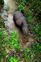 Looking down on Sumatran rhino (Dicerorhinus sumatrensis) walking through stream. Captive-Sumatran Rhino Sanctuary, within Way Kambas National Park, Lampung Province, southern Sumatra, Indonesia