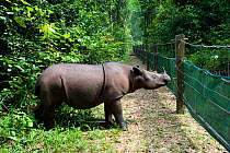 Sumatran rhino (Dicerorhinus sumatrensis) approaching electric fence. Captive-Sumatran Rhino Sanctuary, within Way Kambas National Park, Lampung Province, southern Sumatra, Indonesia