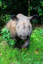 Sumatran rhino (Dicerorhinus sumatrensis) Captive-Sumatran Rhino Sanctuary, within Way Kambas National Park, Lampung Province, southern Sumatra, Indonesia