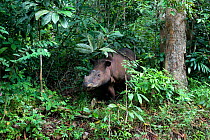 Sumatran rhino (Dicerorhinus sumatrensis) walking in forest. Captive-Sumatran Rhino Sanctuary, within Way Kambas National Park, Lampung Province, southern Sumatra, Indonesia