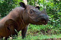 Sumatran rhino (Dicerorhinus sumatrensis) low angle shot. Captive-Sumatran Rhino Sanctuary, within Way Kambas National Park, Lampung Province, southern Sumatra, Indonesia