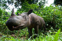 Sumatran rhino (Dicerorhinus sumatrensis) walking in forest, from low-angle. Captive-Sumatran Rhino Sanctuary, within Way Kambas National Park, Lampung Province, southern Sumatra, Indonesia