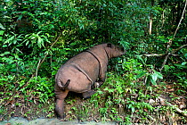 Sumatran rhino (Dicerorhinus sumatrensis) walking within forest, from above. Captive-Sumatran Rhino Sanctuary, within Way Kambas National Park, Lampung Province, southern Sumatra, Indonesia