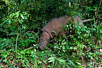 Sumatran rhino (Dicerorhinus sumatrensis) tree rubbing within forest, from above. Captive-Sumatran Rhino Sanctuary, within Way Kambas National Park, Lampung Province, southern Sumatra, Indonesia