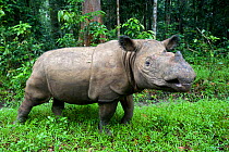 Sumatran rhino (Dicerorhinus sumatrensis) walking within forest. Captive-Sumatran Rhino Sanctuary, within Way Kambas National Park, Lampung Province, southern Sumatra, Indonesia