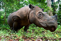 Head portrait of Sumatran rhino (Dicerorhinus sumatrensis) in forest, from low angle. Captive-Sumatran Rhino Sanctuary, within Way Kambas National Park, Lampung Province, southern Sumatra, Indonesia
