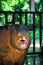 Sumatran rhino (Dicerorhinus sumatrensis) in veterinary enclosure.  Captive-Sumatran Rhino Sanctuary, within Way Kambas National Park, Lampung Province, southern Sumatra, Indonesia . May 2010