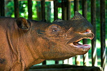 Sumatran rhino (Dicerorhinus sumatrensis) in veterinary enclosure.  Captive-Sumatran Rhino Sanctuary, within Way Kambas National Park, Lampung Province, southern Sumatra, Indonesia.