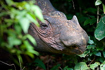 Head portrait of Sumatran rhino (Dicerorhinus sumatrensis) Captive-Sumatran Rhino Sanctuary, within Way Kambas National Park, Lampung Province, southern Sumatra, Indonesia