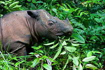 Sumatran rhino (Dicerorhinus sumatrensis) browsing on forest vegetation. Captive-Sumatran Rhino Sanctuary, within Way Kambas National Park, Lampung Province, southern Sumatra, Indonesia