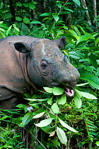 Sumatran rhino (Dicerorhinus sumatrensis) browsing on forest vegetation. Captive-Sumatran Rhino Sanctuary, within Way Kambas National Park, Lampung Province, southern Sumatra, Indonesia