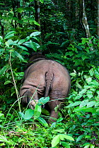 Rear view of Sumatran rhino (Dicerorhinus sumatrensis)walking in forest. Captive-Sumatran Rhino Sanctuary, within Way Kambas National Park, Lampung Province, southern Sumatra, Indonesia