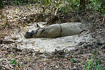 Sumatran rhino (Dicerorhinus sumatrensis) wallowing in mud bath. Captive-Sumatran Rhino Sanctuary, within Way Kambas National Park, Lampung Province, southern Sumatra, Indonesia